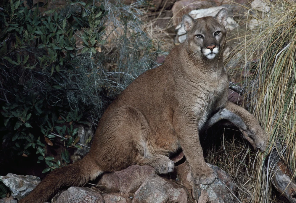 Woman dies in suspected mountain lion attack, Colorado’s first deadly encounter since 1999