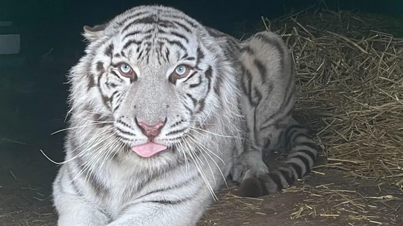 Rescued white tiger’s move to UK ‘imminent’