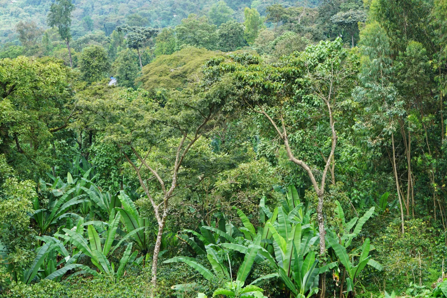 Gedeo’s agroforestry legacy: Farming without losing forests