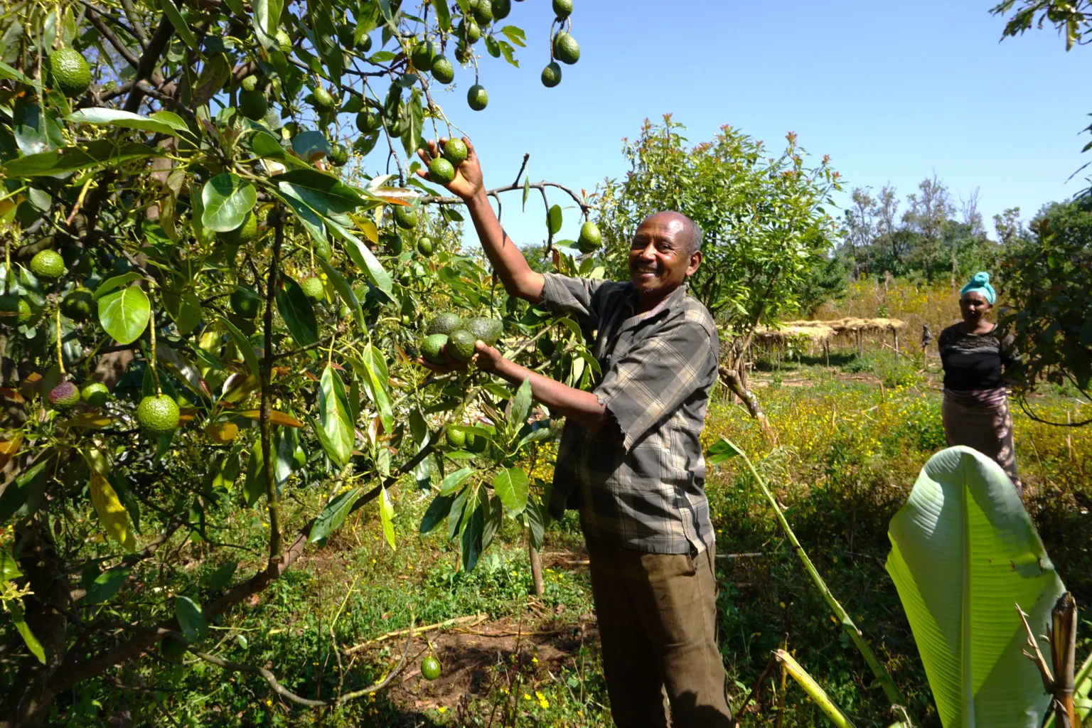 Enriching the land and farmers’ lives through agroforestry in Ethiopia